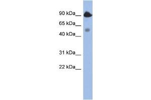 WB Suggested Anti-BCL2L13 Antibody Titration:  0. (BCL2L13 抗体  (Middle Region))