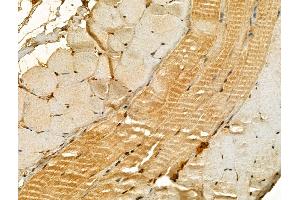 ABIN6265898 and ABIN6273023 at 1/100 staining Mouse skin tissue by IHC-P.
