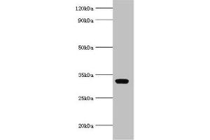 Western blot All lanes: AGPAT1 antibody at 6 μg/mL + K562 whole cell lysate Secondary Goat polyclonal to rabbit IgG at 1/10000 dilution Predicted band size: 32 kDa Observed band size: 32 kDa (AGPAT1 抗体  (AA 204-283))