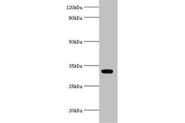 AGPAT1 抗体  (AA 204-283)