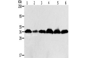 Western Blotting (WB) image for anti-Apurinic/Apyrimidinic Endonuclease 1 (APEX1) antibody (ABIN2427738) (APEX1 抗体)