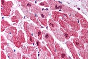 Human Heart (formalin-fixed, paraffin-embedded) stained with MAPK1 antibody ABIN305764 at 5 ug/ml followed by biotinylated anti-mouse IgG secondary antibody ABIN481714, alkaline phosphatase-streptavidin and chromogen. (ERK2 抗体)