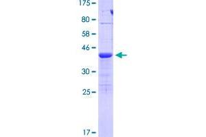 TIAF1 Protein (AA 1-115) (GST tag)