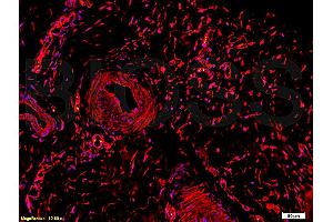 Immunofluorescence (IF) image for anti-Collagen, Type II (COL2) (AA 1201-1300) antibody (ABIN672171)