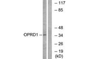 Western blot analysis of extracts from NIH-3T3 cells, using OPRD1 Antibody. (OPRD1 抗体  (AA 311-360))