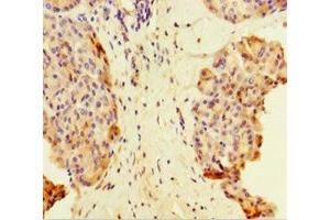 Immunohistochemistry of paraffin-embedded human pancreatic tissue using ABIN7159033 at dilution of 1:100 (MAML1 抗体  (AA 1-45))