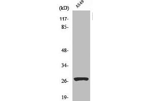 Western Blot analysis of A549 cells using Cleaved-Cathepsin D HC (L169) Polyclonal Antibody (Cathepsin D 抗体  (Cleaved-Leu169))