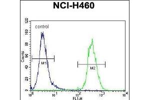 SRD5A2L2 Antibody (C-term) (ABIN655681 and ABIN2845143) flow cytometric analysis of NCI- cells (right histogram) compared to a negative control cell (left histogram). (SRD5A2L2 抗体  (C-Term))