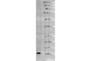 Cpn10, Rat brain extract (HSPE1 抗体  (AA 91-101))