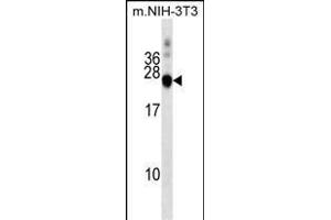 DNAJC5 Antibody (Center) (ABIN1538465 and ABIN2849241) western blot analysis in mouse NIH-3T3 cell line lysates (35 μg/lane). (DNAJC5 抗体  (AA 52-80))