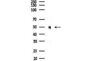 Western blot analysis of lysates from Rat brain, using MS Antibody at 1/1000 dilution.