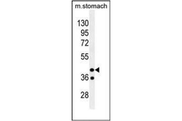 GIN1 抗体  (C-Term)