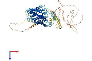 SLC9A4 Protein (AA 1-797) (His tag)