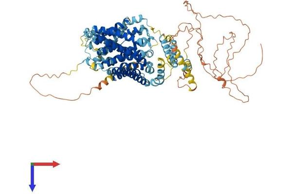 SLC9A4 Protein (AA 1-797) (His tag)