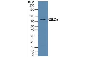 Figure. (PKC theta 抗体  (AA 380-634))