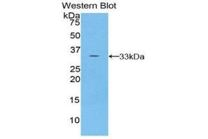 Western Blotting (WB) image for anti-Torsin Family 2, Member A (TOR2A) (AA 34-293) antibody (ABIN1860835) (TOR2A 抗体  (AA 34-293))