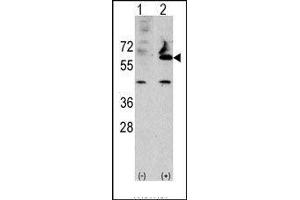 Western blot analysis of FUCA2 (arrow) using rabbit polyclonal FUCA2 Antibody (FUCA2 抗体  (N-Term))
