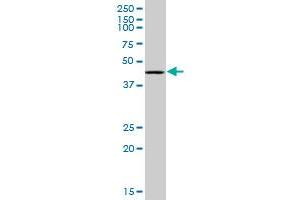 RING1 monoclonal antibody (M07), clone 4E8. (RING1 抗体  (AA 81-170))