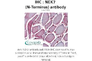 Image no. 2 for anti-NEK7 (NEK7) (N-Term) antibody (ABIN1737254) (NEK7 抗体  (N-Term))