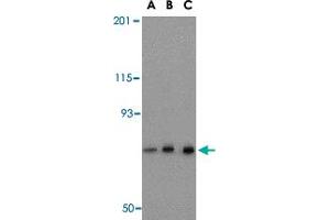 Western blot analysis of NCSTN in mouse brain tissue lysate with NCSTN polyclonal antibody  at (A) 0. (Nicastrin 抗体  (C-Term))