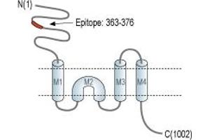 Representative domain view of the target of ABIN7043234.
