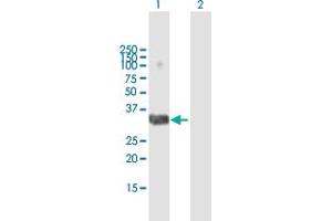 Western Blot analysis of DLX4 expression in transfected 293T cell line by DLX4 MaxPab polyclonal antibody. (DLX4 抗体  (AA 1-240))
