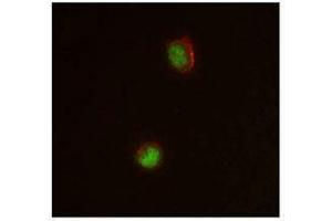 Immunofluorescence (IF) image for anti-CCAAT/enhancer Binding Protein (C/EBP), alpha (CEBPA) antibody (ABIN2664083) (CEBPA 抗体)