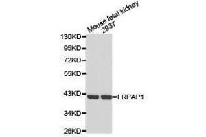 Western Blotting (WB) image for anti-Low Density Lipoprotein Receptor-Related Protein Associated Protein 1 (LRPAP1) antibody (ABIN1873566) (LRPAP1 抗体)
