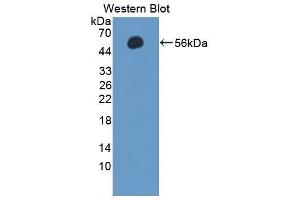 Western Blotting (WB) image for anti-Selectin L (SELL) (AA 101-343) antibody (ABIN1863134) (L-Selectin 抗体  (AA 101-343))