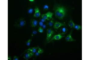 Anti-HP mouse monoclonal antibody (ABIN2453135) immunofluorescent staining of COS7 cells transiently transfected by pCMV6-ENTRY HP (RC223612). (Haptoglobin 抗体)