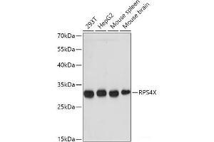 Western blot analysis of extracts of various cell lines using RPS4X Polyclonal Antibody at dilution of 1:1000. (RPS4X 抗体)