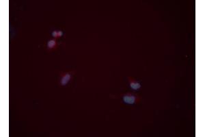 ABIN6276728 staining HeLa cells by ICC/IF. (Monoamine Oxidase B 抗体  (Internal Region))