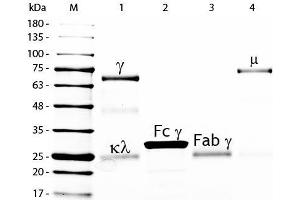 SDS-PAGE of Chicken IgG Whole Molecule Fluorescein Conjugated . (小鸡 IgG isotype control (FITC))