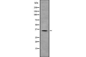 Western blot analysis OR4D5 using HepG2 whole cell lysates (OR4D5 抗体)