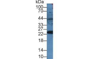 Western blot analysis of Rat Serum, using Mouse PRDX4 Antibody (2 µg/ml) and HRP-conjugated Goat Anti-Rabbit antibody ( (Peroxiredoxin 4 抗体  (AA 14-258))