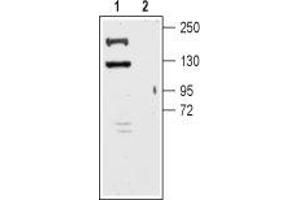 Western blot analysis of mouse brain membrane:1. (Potassium Channel, Subfamily T, Member 1 (KCNT1) Peptide)
