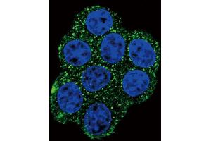 Immunofluorescence (IF) image for anti-Succinate Dehydrogenase Complex, Subunit D, Integral Membrane Protein (SDHD) antibody (ABIN2996554) (SDHD 抗体)