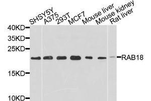 Western blot analysis of extracts of various cell lines, using RAB18 antibody (ABIN5971481) at 1/1000 dilution. (RAB18 抗体)
