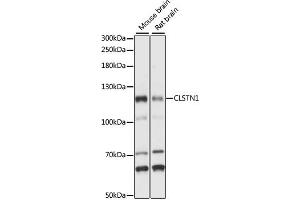Western blot analysis of extracts of various cell lines, using CLSTN1 antibody (ABIN7266048) at 1:1000 dilution. (Calsyntenin 1 抗体  (AA 29-350))