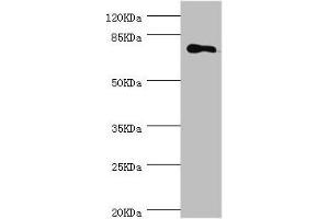 MGAT1 anticorps  (AA 156-445)