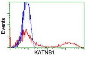 HEK293T cells transfected with either RC201852 overexpress plasmid (Red) or empty vector control plasmid (Blue) were immunostained by anti-KATNB1 antibody (ABIN2455205), and then analyzed by flow cytometry. (KATNB1 抗体)