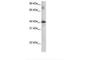 Image no. 2 for anti-TSC22 Domain Family, Member 4 (TSC22D4) (AA 23-72) antibody (ABIN203404) (TSC22D4 抗体  (AA 23-72))