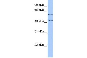 WB Suggested Anti-ELF1 Antibody Titration: 0. (ELF1 抗体  (N-Term))