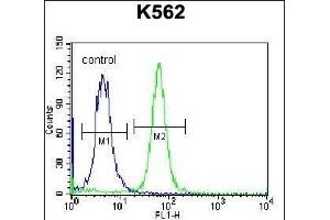PSORS1C1 Antibody (N-term) (ABIN657118 and ABIN2846264) flow cytometric analysis of K562 cells (right histogram) compared to a negative control cell (left histogram). (PSORS1C1 抗体  (N-Term))