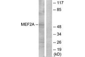Western Blotting (WB) image for anti-Myocyte Enhancer Factor 2A (MEF2A) (AA 279-328) antibody (ABIN2889024) (MEF2A 抗体  (AA 279-328))