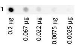 Dot Blot (DB) image for Transferrin (TF) protein (FITC) (ABIN964545)