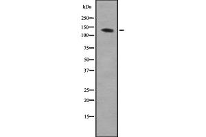 Western blot analysis of AEBP1 expression in HEK293 cells ,The lane on the left is treated with the antigen-specific peptide. (AEBP1 抗体  (N-Term))