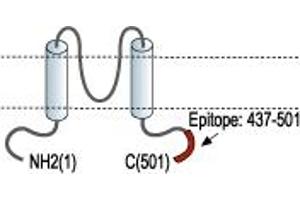 Representative domain view of the target of ABIN7043484.