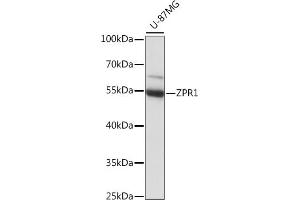 Western blot analysis of extracts of U-87MG cells, using ZPR1 antibody (ABIN7271471) at 1:1000 dilution. (ZNF259 抗体  (AA 110-459))
