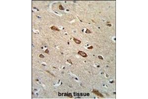 Formalin-fixed and paraffin-embedded human brain tissue reacted with TCERG1L Antibody (Center), which was peroxidase-conjugated to the secondary antibody, followed by DAB staining. (TCERG1L 抗体  (AA 392-421))